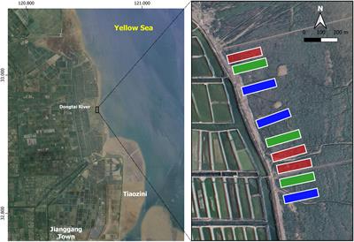 Efficient removal of Spartina alterniflora with low negative environmental impacts using imazapyr